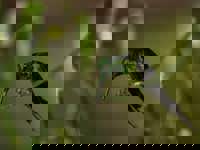 Banos