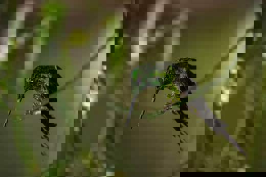 Banos