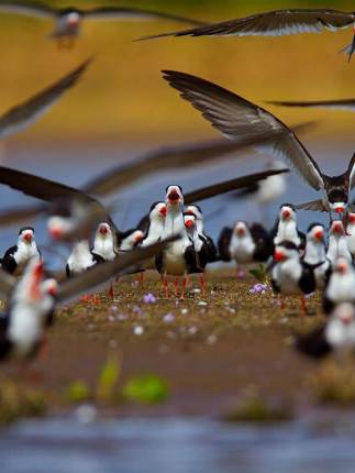 Pantanal