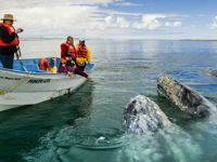 Tourists whale watching in Baja California with gray whales surfacing close to the boat under a blue sky. 