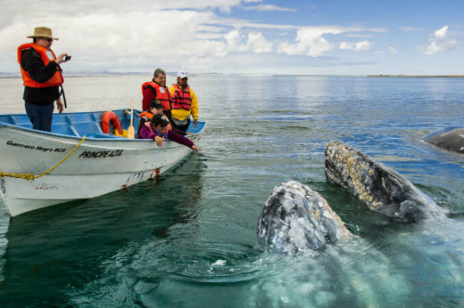 Tourists whale watching in Baja California with gray whales surfacing close to the boat under a blue sky. 