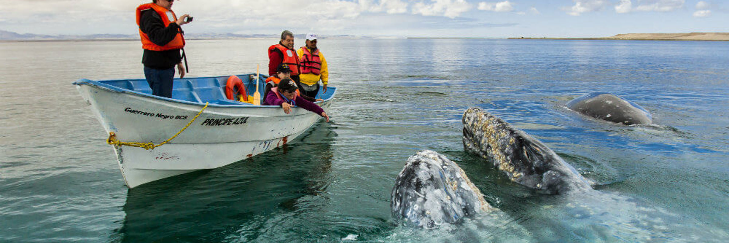Tourists whale watching in Baja California with gray whales surfacing close to the boat under a blue sky. 