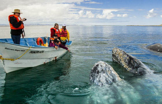 Tourists whale watching in Baja California with gray whales surfacing close to the boat under a blue sky.