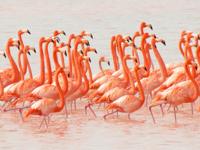 Large flock of bright pink flamingos wading in the shallow waters of the Celestun Biosphere Reserve, Yucatan, Mexico. 