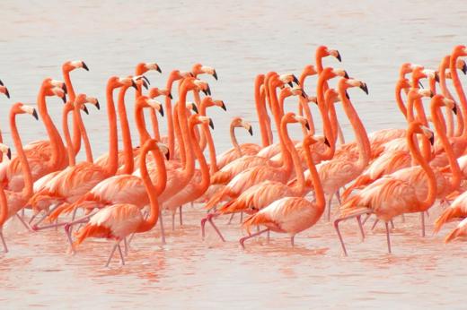 Large flock of bright pink flamingos wading in the shallow waters of the Celestun Biosphere Reserve, Yucatan, Mexico. 