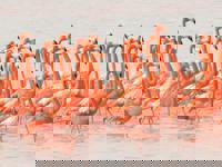 Large flock of bright pink flamingos wading in the shallow waters of the Celestun Biosphere Reserve, Yucatan, Mexico. 
