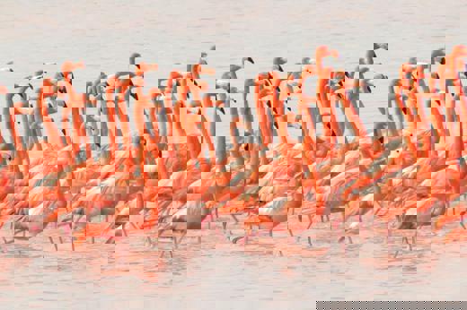 Large flock of bright pink flamingos wading in the shallow waters of the Celestun Biosphere Reserve, Yucatan, Mexico. 