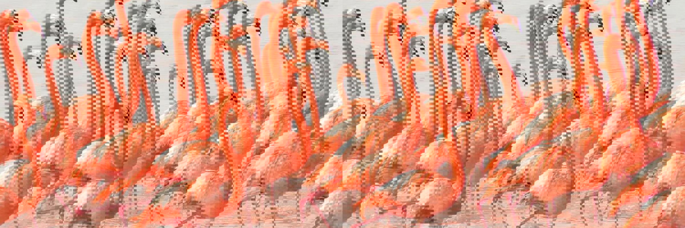 Large flock of bright pink flamingos wading in the shallow waters of the Celestun Biosphere Reserve, Yucatan, Mexico. 