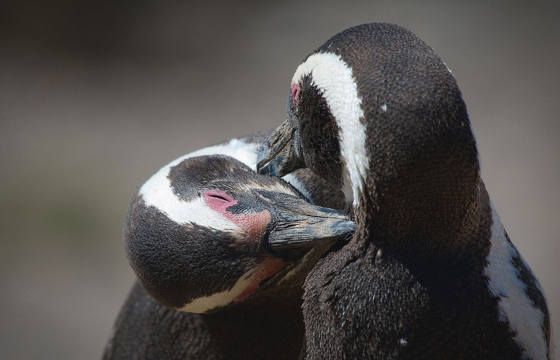 Penguins Puerto Madryn & Peninsula Valdes