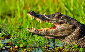 Caiman Ibera