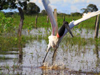 A jabiru stork lifts off from a flooded field in the Pantanal, Brazil's largest tropical wetland. 