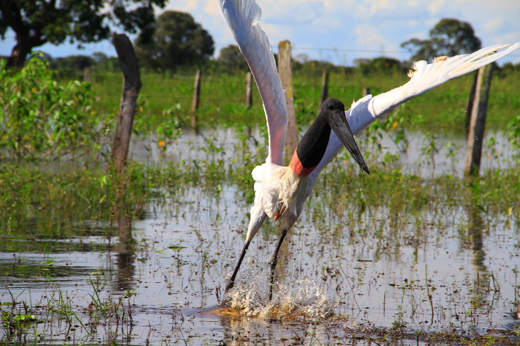 A jabiru stork lifts off from a flooded field in the Pantanal, Brazil's largest tropical wetland. 