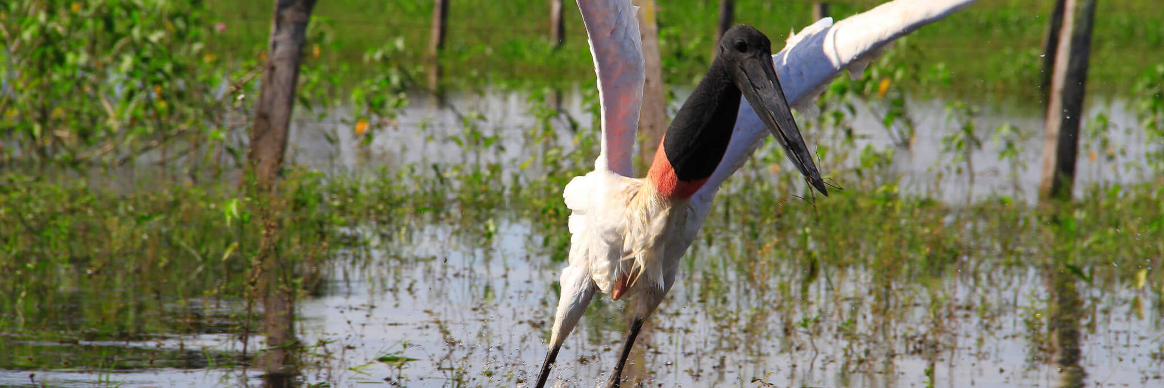 A jabiru stork lifts off from a flooded field in the Pantanal, Brazil's largest tropical wetland. 