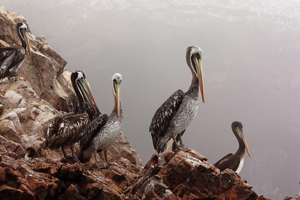 Paracas & Ballestas Islands