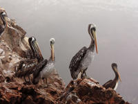 Paracas & Ballestas Islands