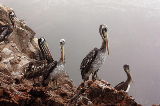 Paracas & Ballestas Islands