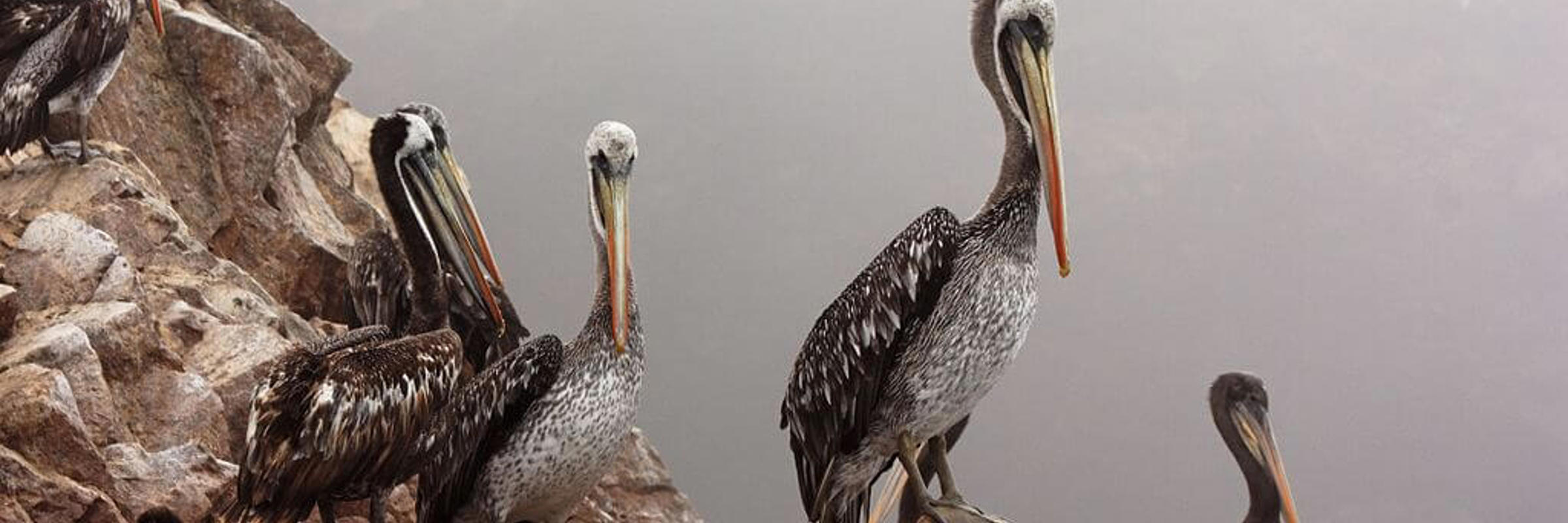 Paracas & Ballestas Islands
