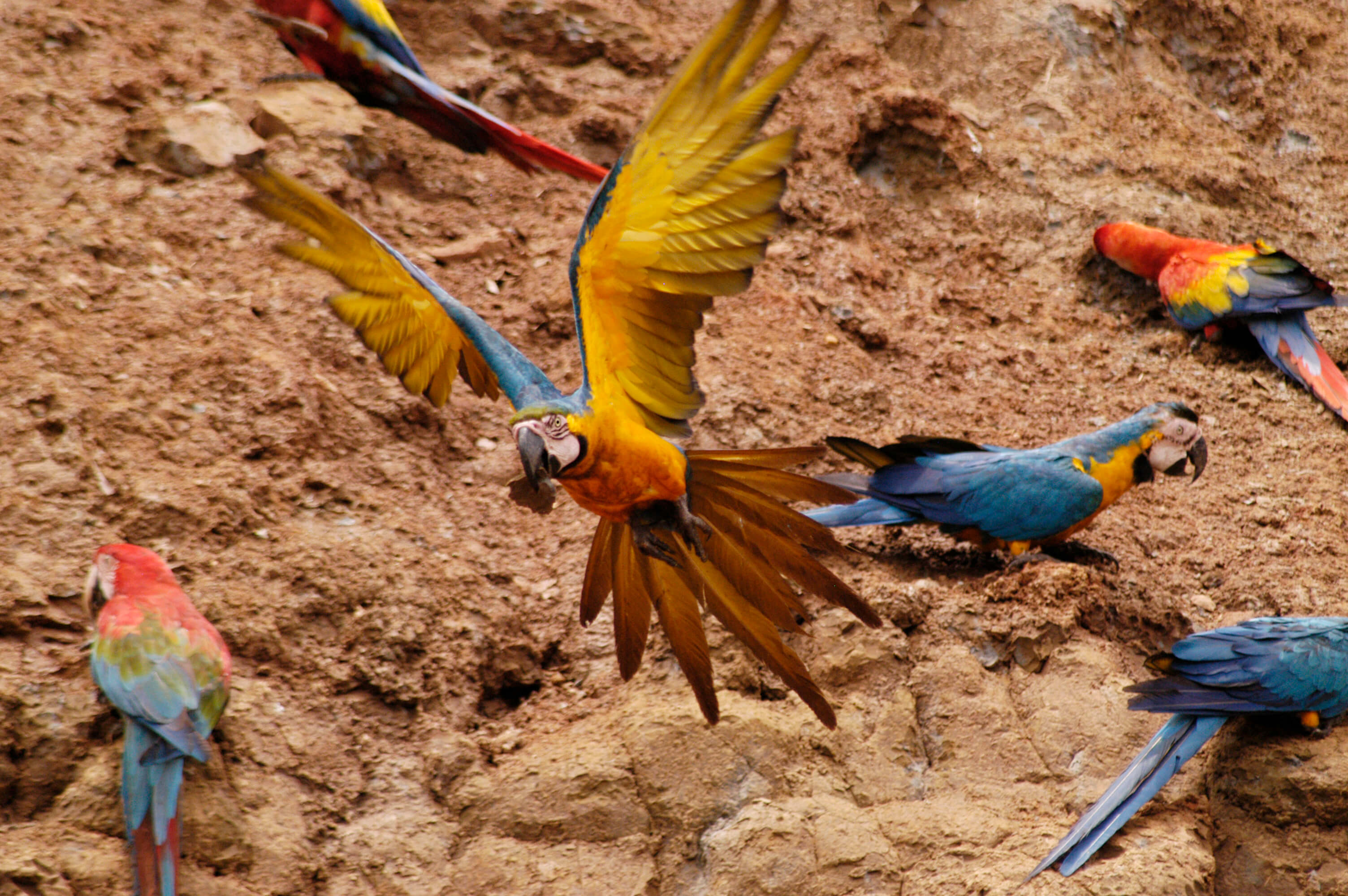 Colorful macaws gather at a clay lick in the Tambopata Amazon rainforest. 