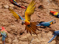 Colorful macaws gather at a clay lick in the Tambopata Amazon rainforest. 
