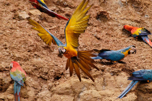Colorful macaws gather at a clay lick in the Tambopata Amazon rainforest. 