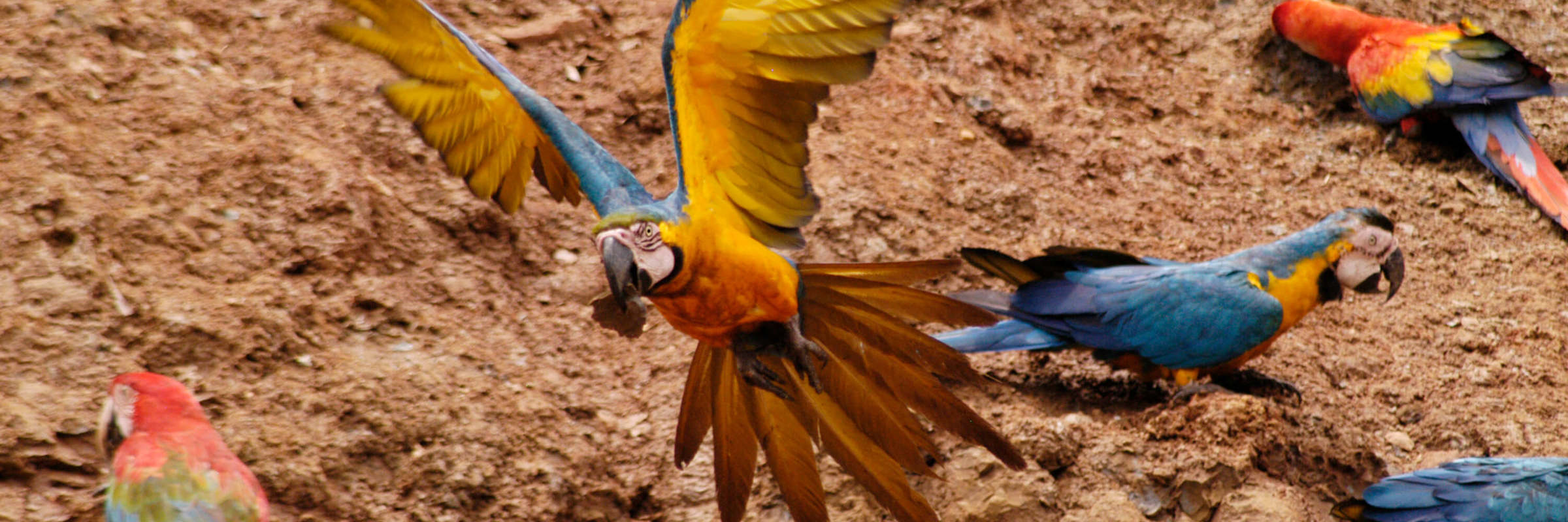 Colorful macaws gather at a clay lick in the Tambopata Amazon rainforest. 