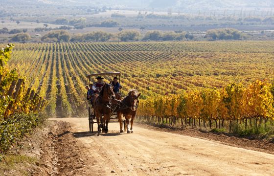 Horse-drawn carriage through scenic vineyards in Colchagua Valley, Chile. 