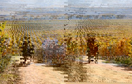 Horse-drawn carriage through scenic vineyards in Colchagua Valley, Chile.
