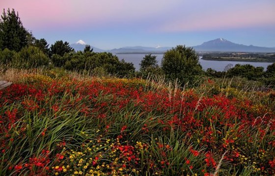 Colorful wildflowers frame a sunset view over Lake Llanquihue near Puerto Varas, with Osorno Volcano in the distance. 