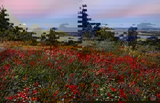 Colorful wildflowers frame a sunset view over Lake Llanquihue near Puerto Varas, with Osorno Volcano in the distance.