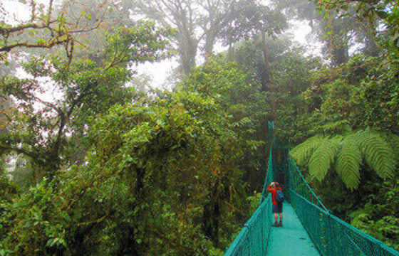 Hanging Bridges