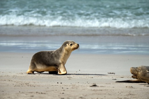 Cabo Polonio Uruguay