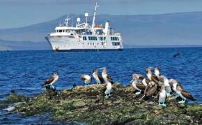 Get up close to blue footed boobies 