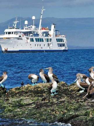 Get up close to blue footed boobies 