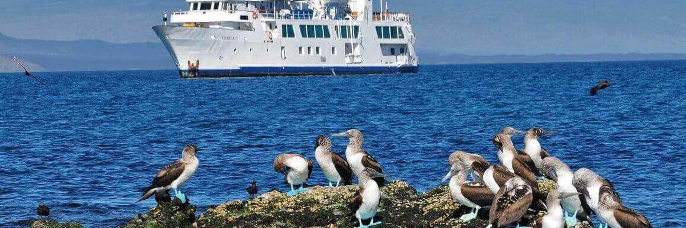 Get up close to blue footed boobies 