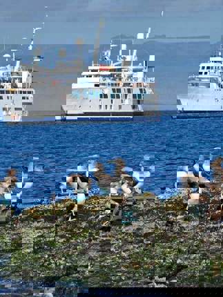 Get up close to blue footed boobies 