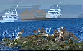 Get up close to blue footed boobies