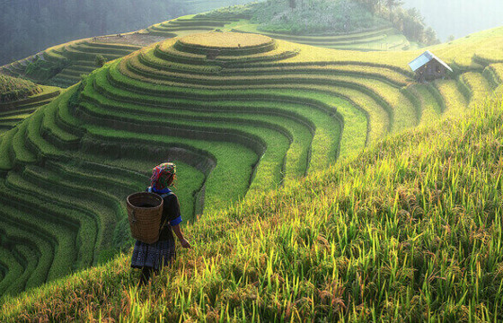 Rice Terraces China