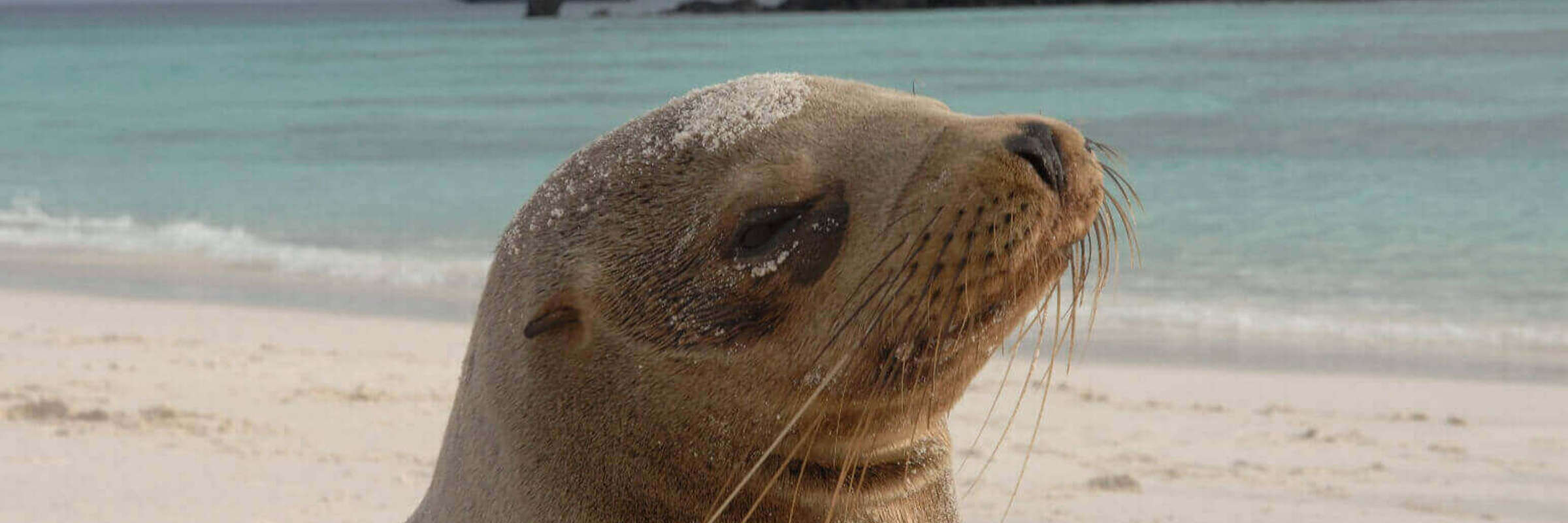 Sea Lion, Galapagos Islands
