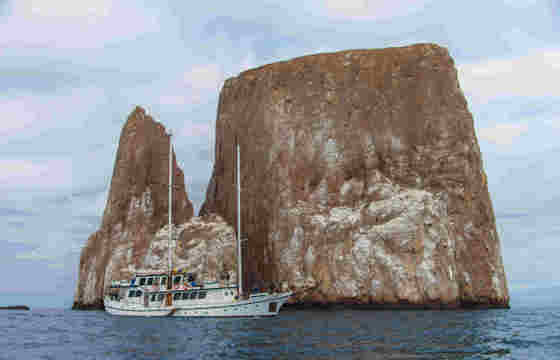Cachalote Galapagos