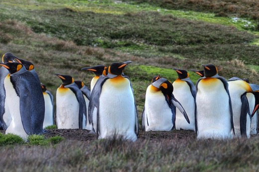 Croisiere Antarctique