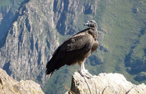 An Andean condor perched above the dramatic cliffs of Colca Canyon. 
