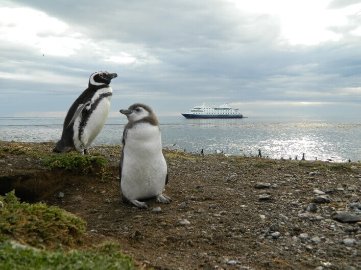 Meet the friendly local penguins