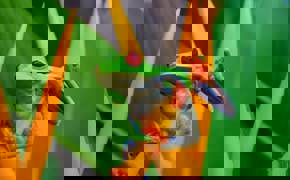 A vivid red-eyed tree frog clings to a tropical flower deep in Costa Rica's rainforest.