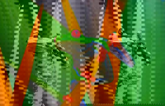 A vivid red-eyed tree frog clings to a tropical flower deep in Costa Rica's rainforest.