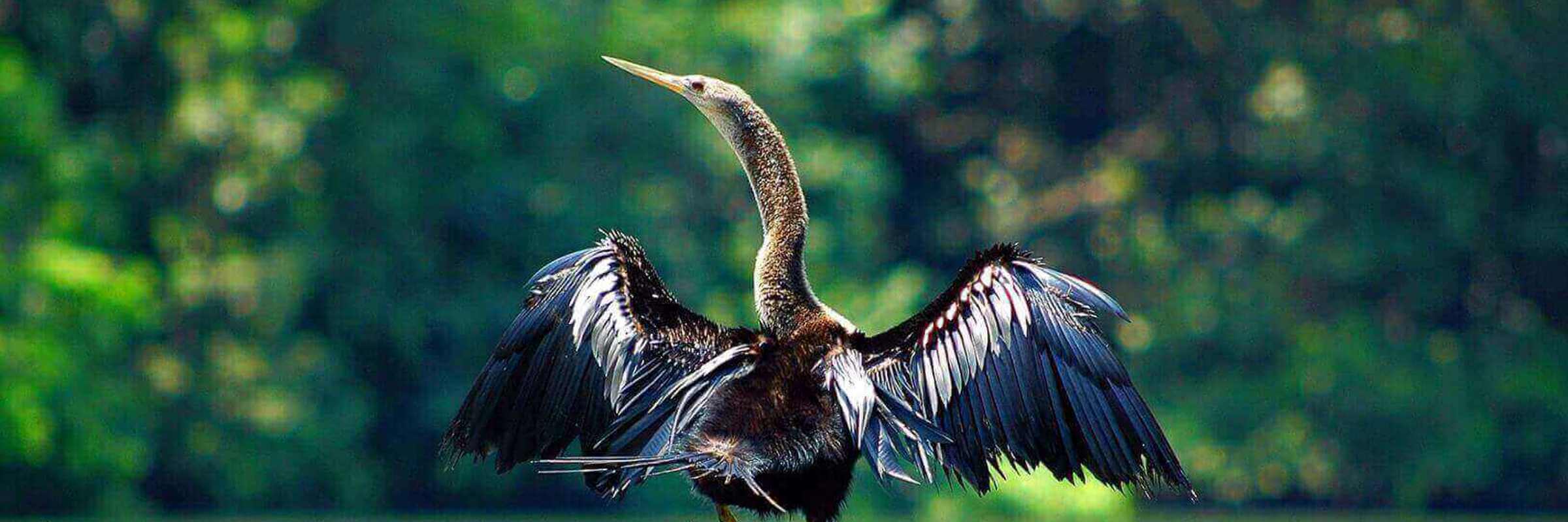 An anhinga perches on a sunlit log, spreading its wings to dry after a dive in Costa Rica's wetlands. 