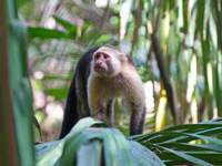 A curious capuchin monkey peers through jungle leaves in the lush forests of Sarapiqui. 