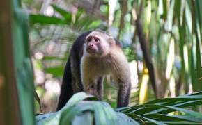 A curious capuchin monkey peers through jungle leaves in the lush forests of Sarapiqui. 