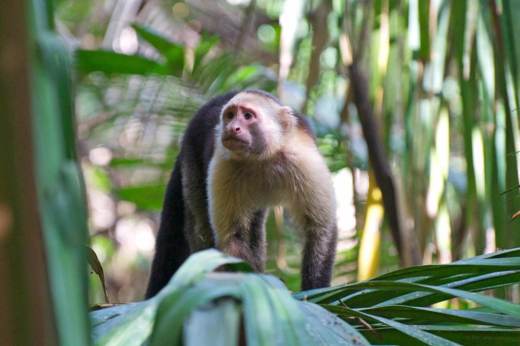A curious capuchin monkey peers through jungle leaves in the lush forests of Sarapiqui. 