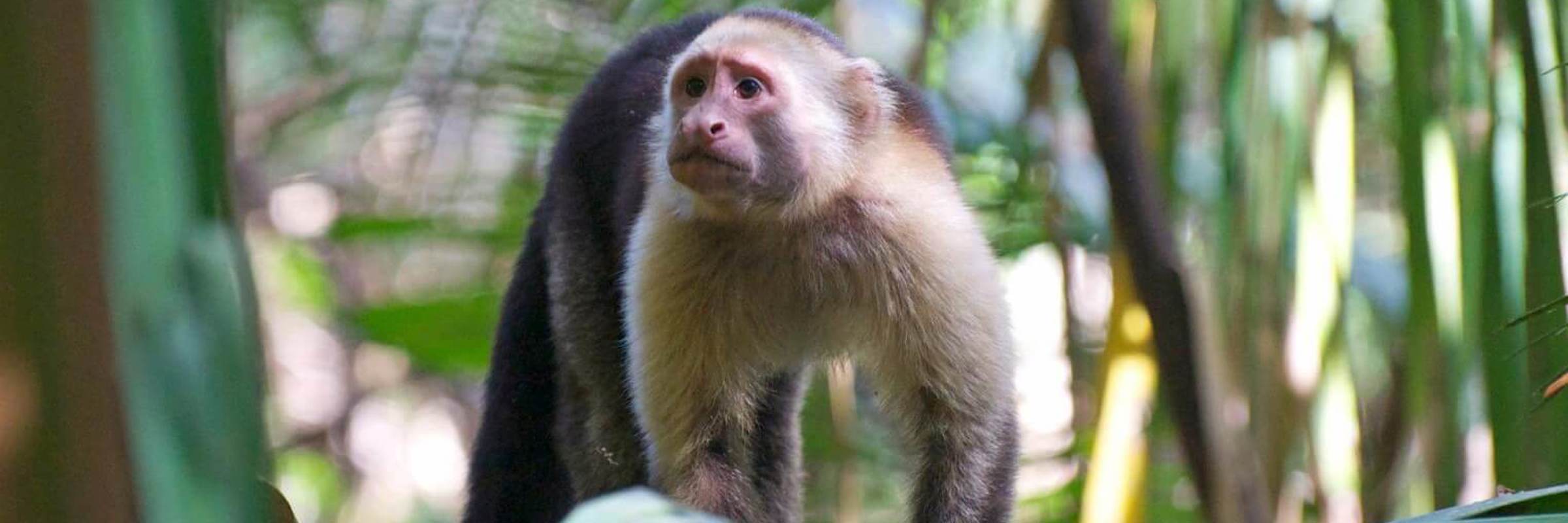 A curious capuchin monkey peers through jungle leaves in the lush forests of Sarapiqui. 