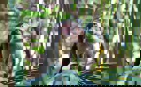 A curious capuchin monkey peers through jungle leaves in the lush forests of Sarapiqui. 